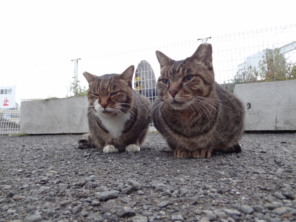 f:id:shigeo-t:20161114033818j:plain f:id:shigeo-t:20161114033818j:plain