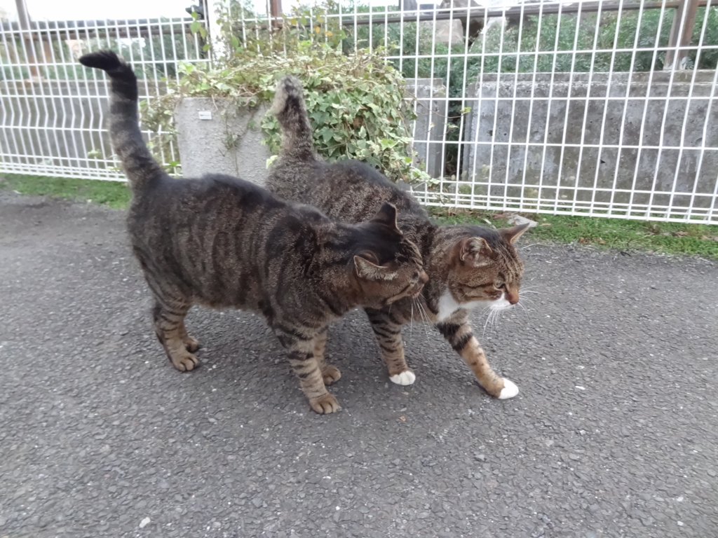 f:id:shigeo-t:20161114033834j:plain f:id:shigeo-t:20161114033834j:plain