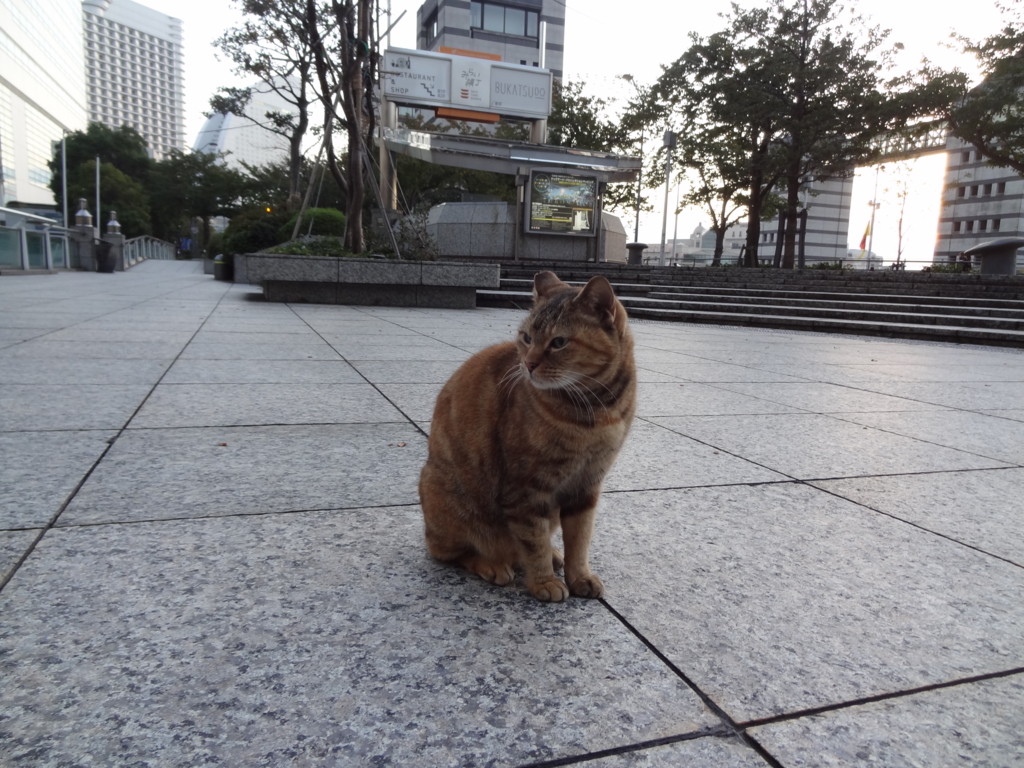 f:id:shigeo-t:20161114034244j:plain f:id:shigeo-t:20161114034244j:plain