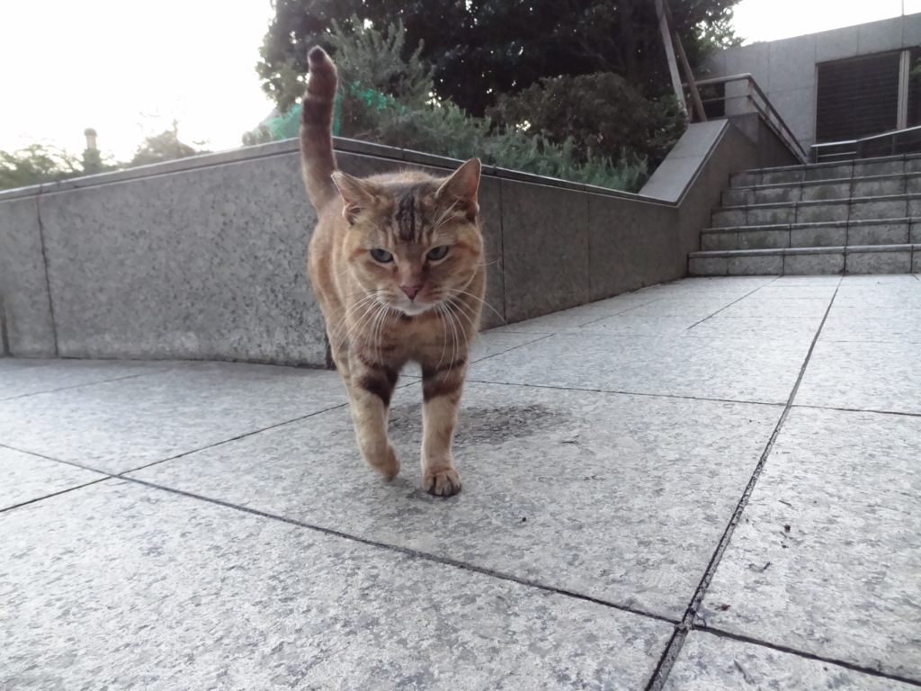 f:id:shigeo-t:20161114034308j:plain f:id:shigeo-t:20161114034308j:plain