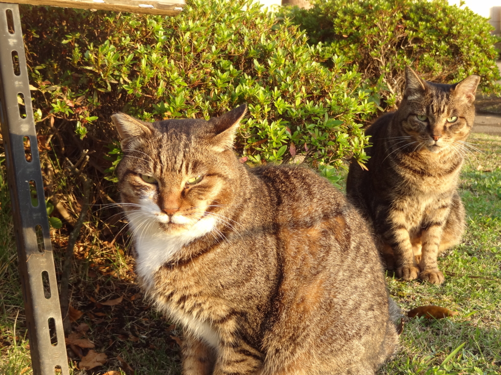 f:id:shigeo-t:20161114035020j:plain f:id:shigeo-t:20161114035020j:plain