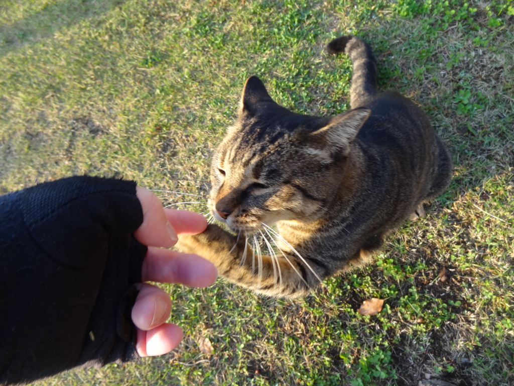 f:id:shigeo-t:20161114035201j:plain f:id:shigeo-t:20161114035201j:plain