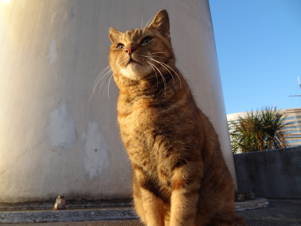 f:id:shigeo-t:20161114040055j:plain f:id:shigeo-t:20161114040055j:plain