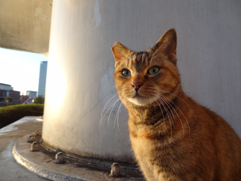 f:id:shigeo-t:20161114040117j:plain f:id:shigeo-t:20161114040117j:plain