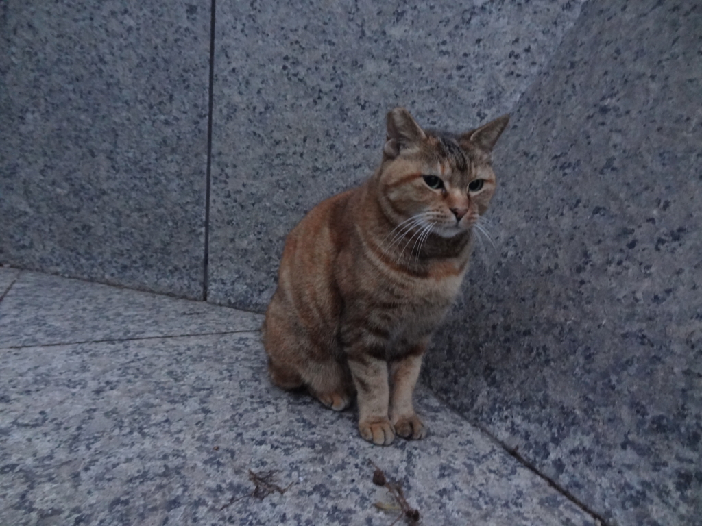 f:id:shigeo-t:20161114040623j:plain f:id:shigeo-t:20161114040623j:plain