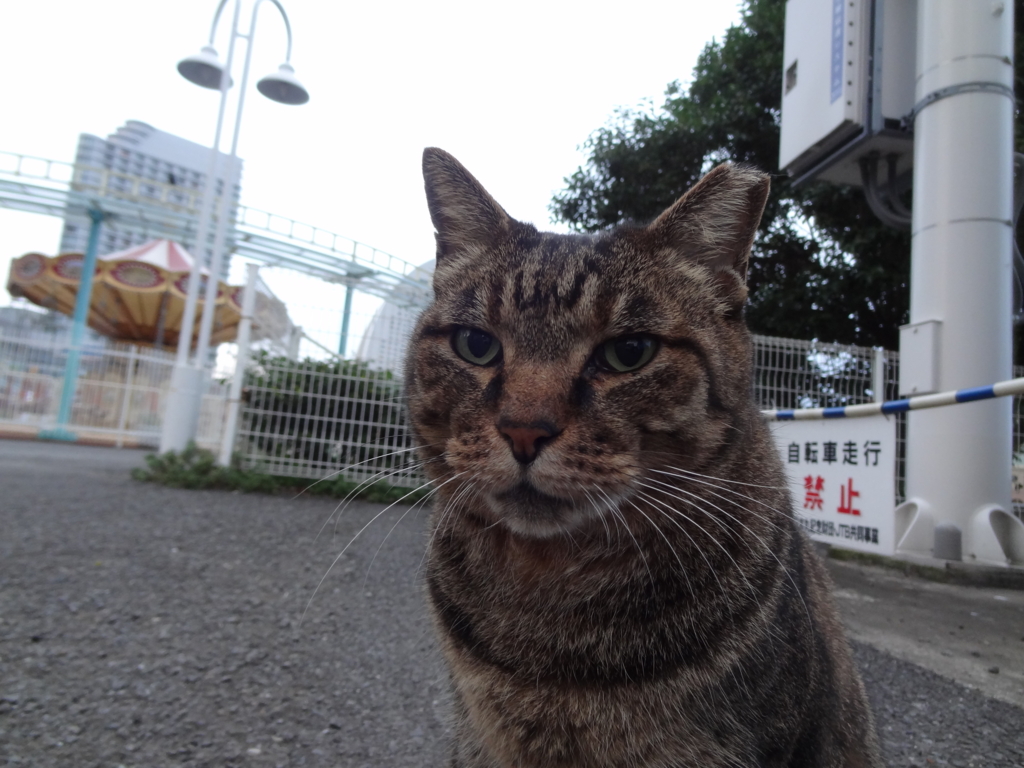 f:id:shigeo-t:20161114040946j:plain f:id:shigeo-t:20161114040946j:plain