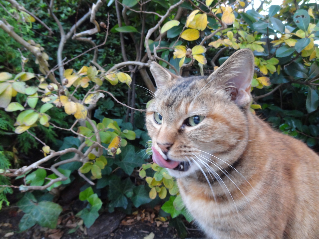 f:id:shigeo-t:20161114041312j:plain f:id:shigeo-t:20161114041312j:plain