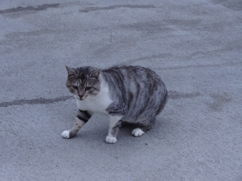 f:id:shigeo-t:20161119031928j:plain