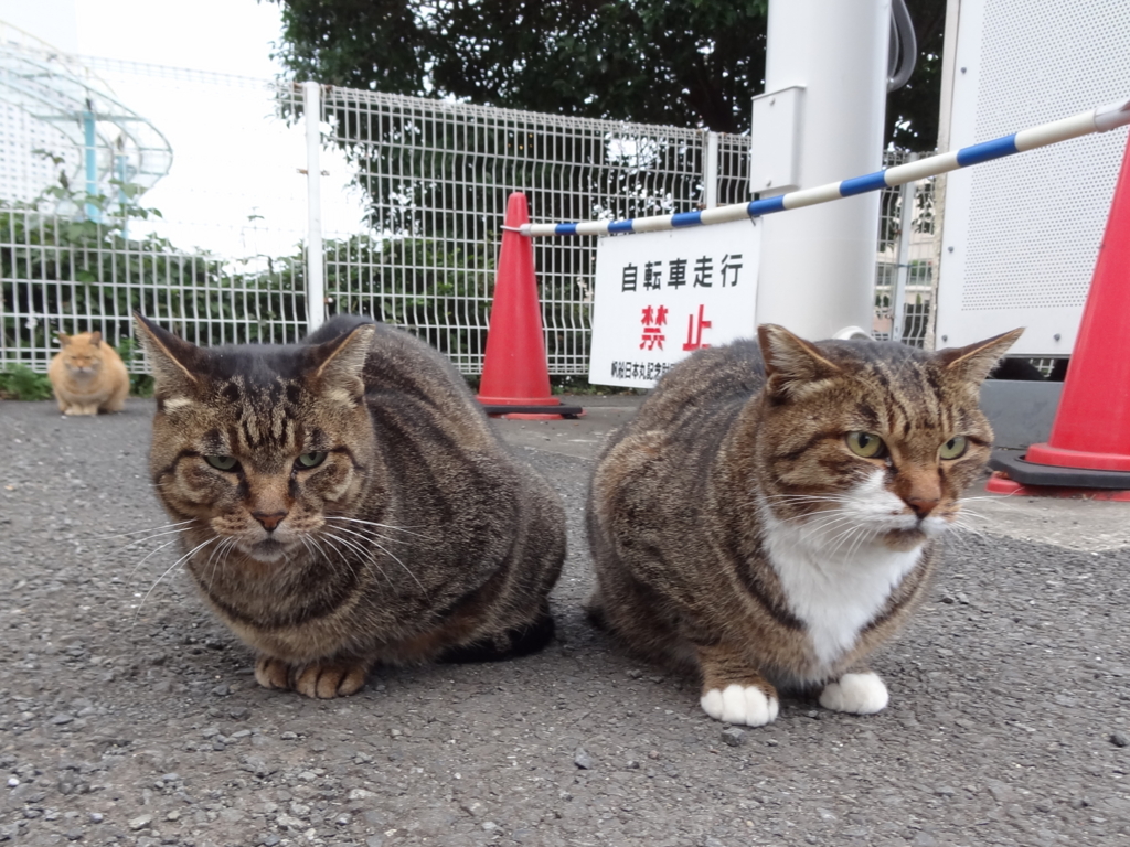f:id:shigeo-t:20161119033632j:plain