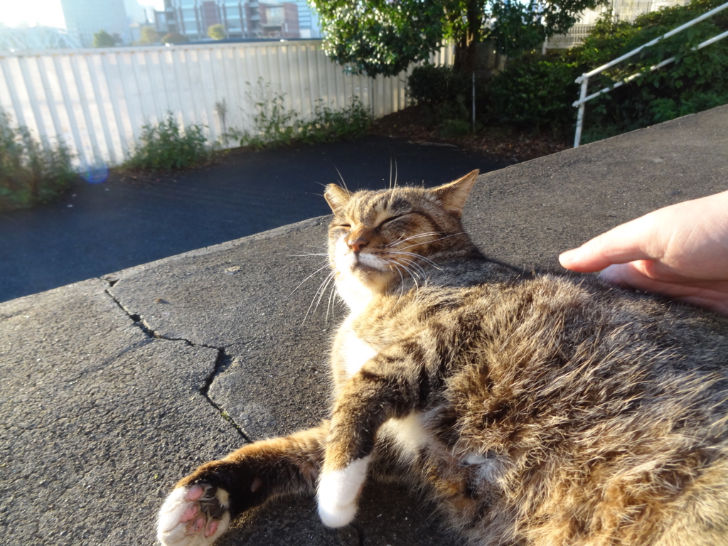 f:id:shigeo-t:20161119035230j:plain