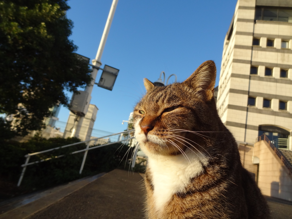 f:id:shigeo-t:20161119035240j:plain