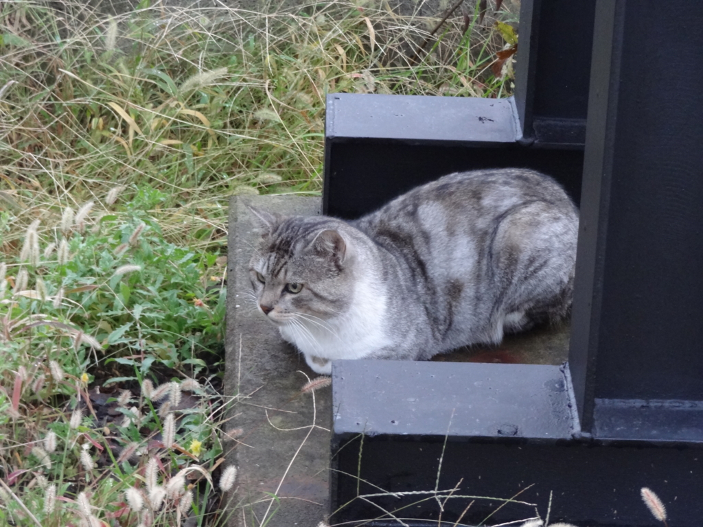 f:id:shigeo-t:20161130025039j:plain