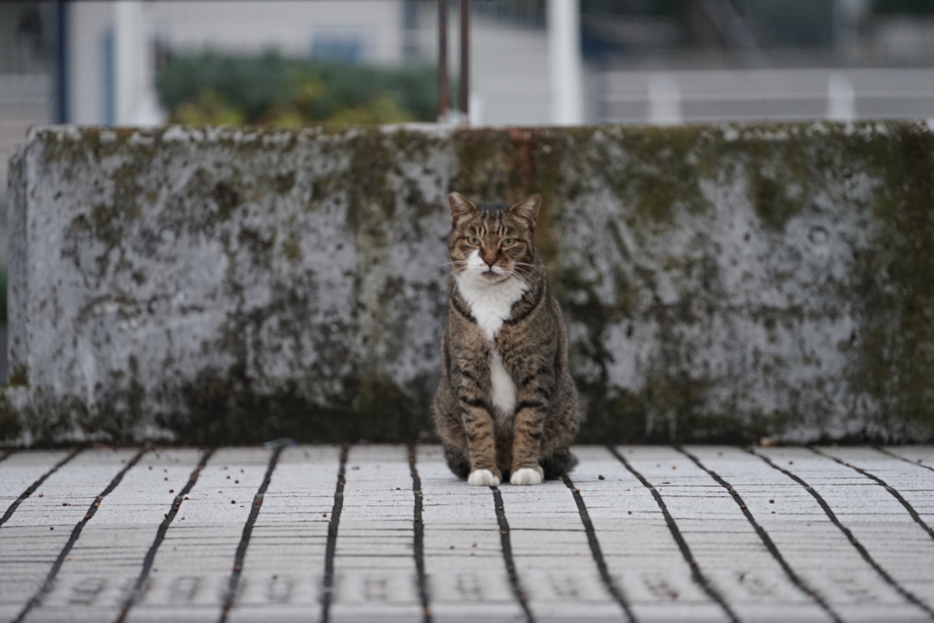 f:id:shigeo-t:20161130025403j:plain