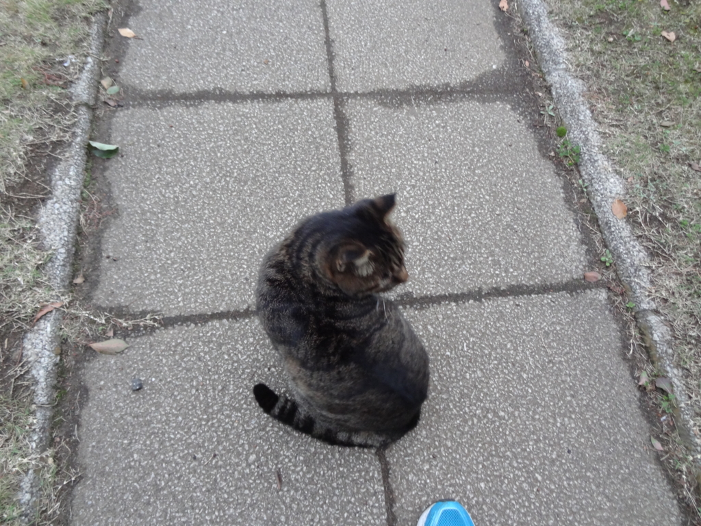 f:id:shigeo-t:20161130030142j:plain