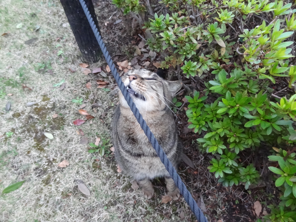 f:id:shigeo-t:20161130030343j:plain