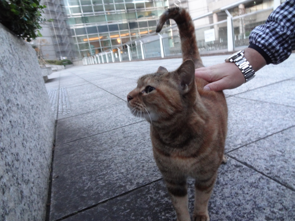 f:id:shigeo-t:20161130031326j:plain