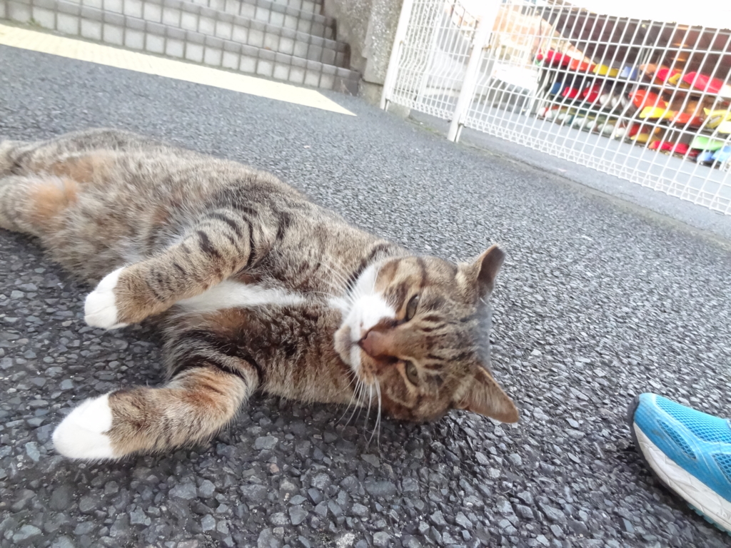 f:id:shigeo-t:20161130033150j:plain