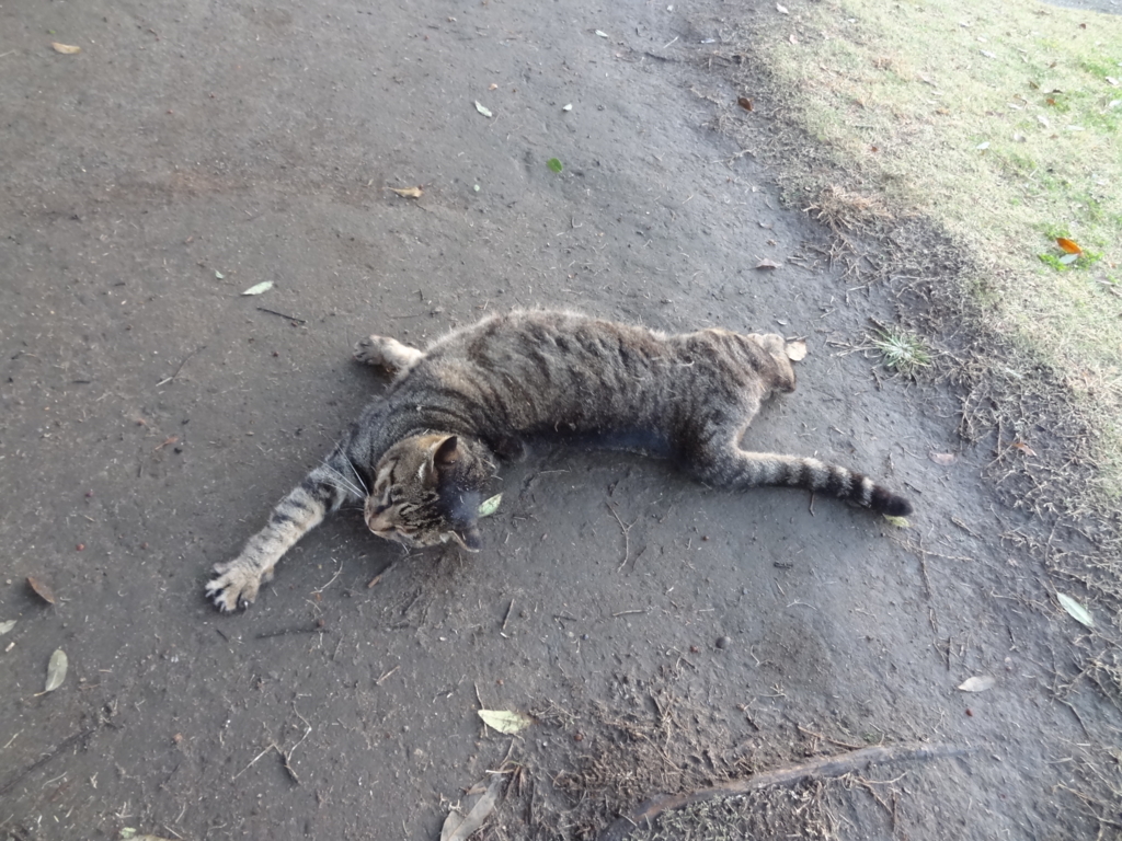 f:id:shigeo-t:20161130034317j:plain