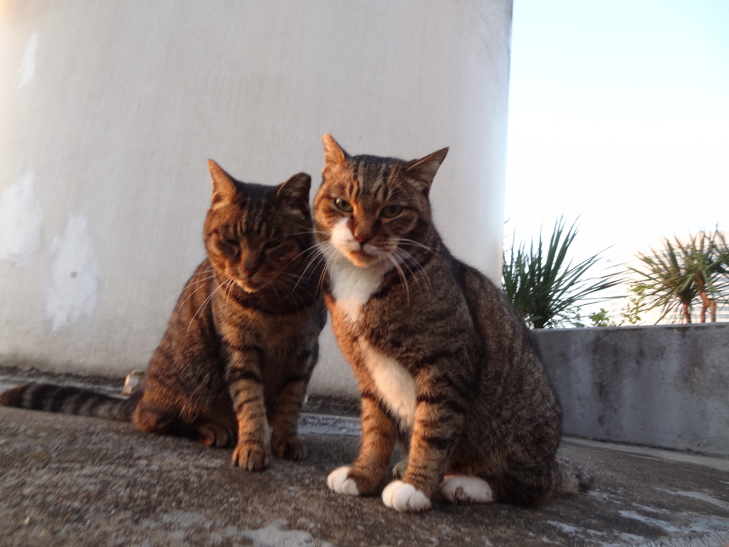 f:id:shigeo-t:20161130034715j:plain