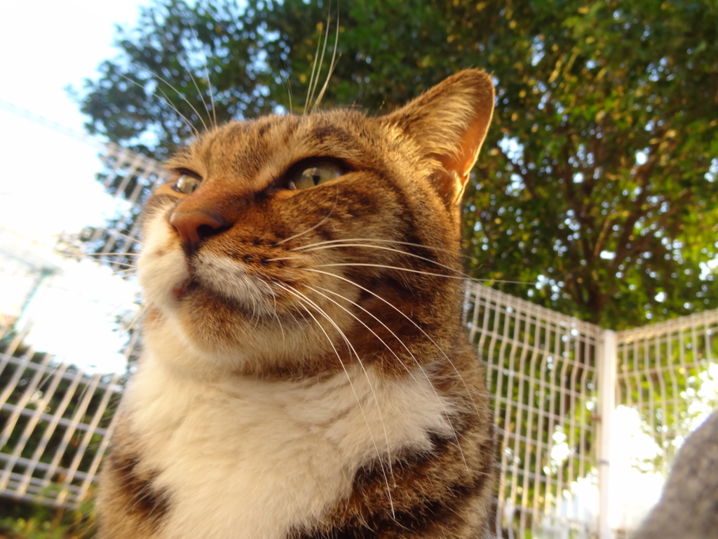 f:id:shigeo-t:20161130035521j:plain