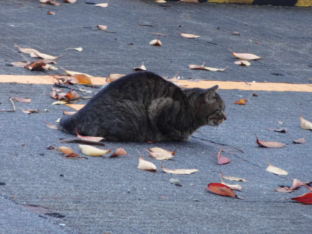 f:id:shigeo-t:20161130040353j:plain