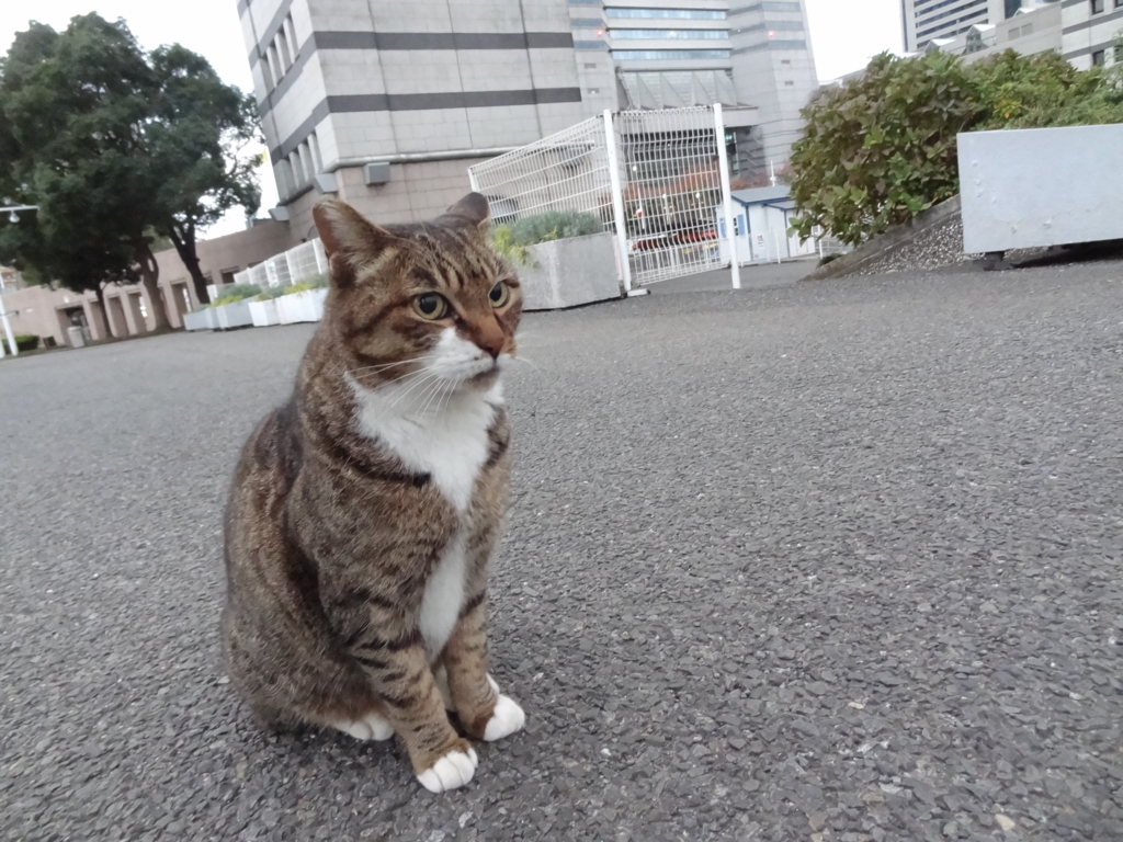 f:id:shigeo-t:20161130043352j:plain