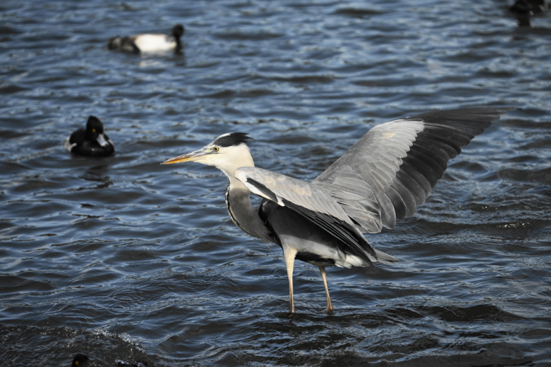 f:id:shigeo-t:20161130105203j:plain f:id:shigeo-t:20161130105203j:plain