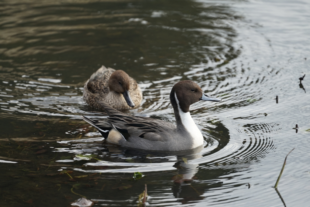 f:id:shigeo-t:20161204030705j:plain f:id:shigeo-t:20161204030705j:plain