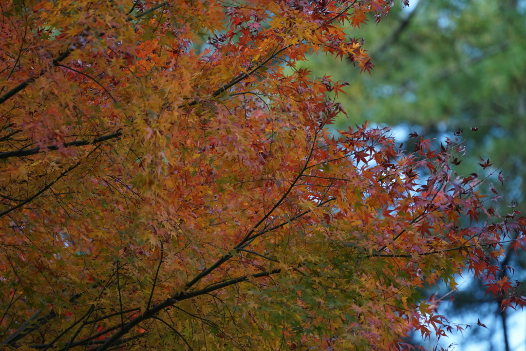 f:id:shigeo-t:20161204032058j:plain f:id:shigeo-t:20161204032058j:plain