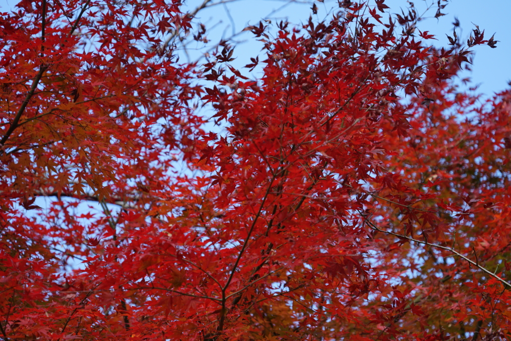 f:id:shigeo-t:20161204032320j:plain f:id:shigeo-t:20161204032320j:plain