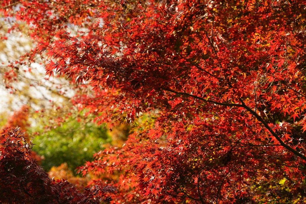 f:id:shigeo-t:20161204042117j:plain f:id:shigeo-t:20161204042117j:plain