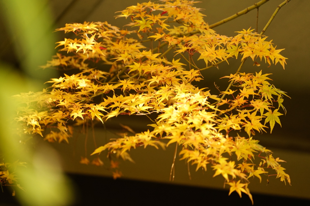 f:id:shigeo-t:20161204042446j:plain f:id:shigeo-t:20161204042446j:plain