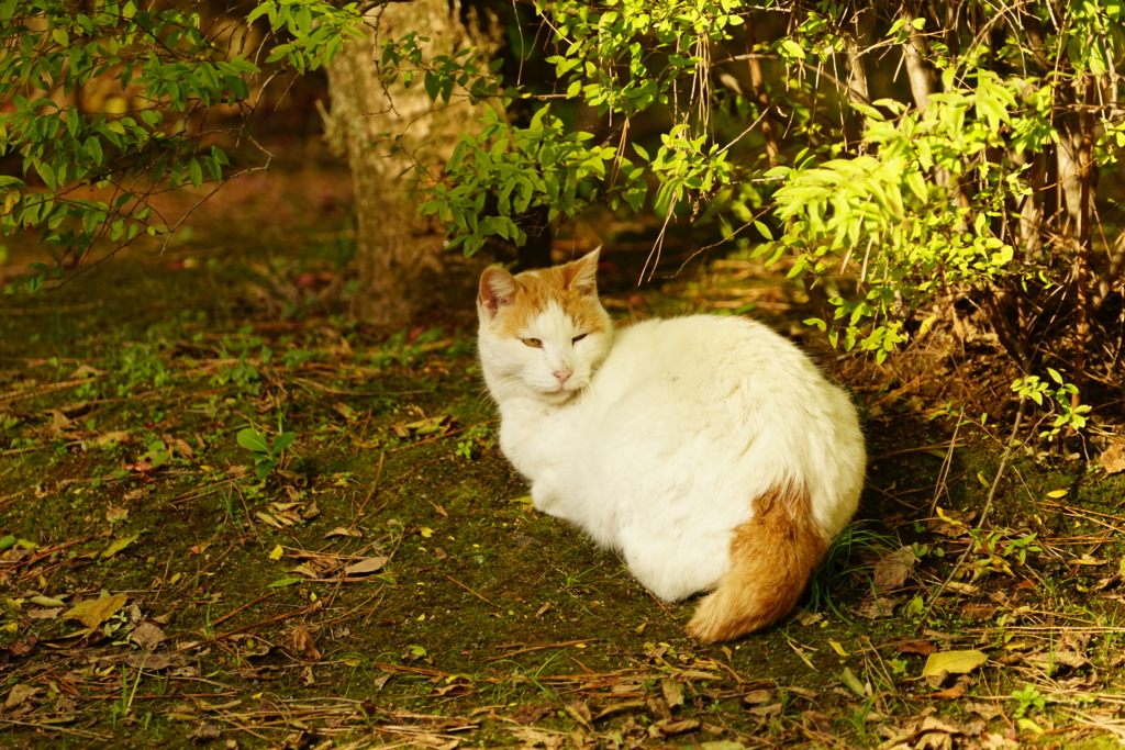 f:id:shigeo-t:20161204042656j:plain f:id:shigeo-t:20161204042656j:plain