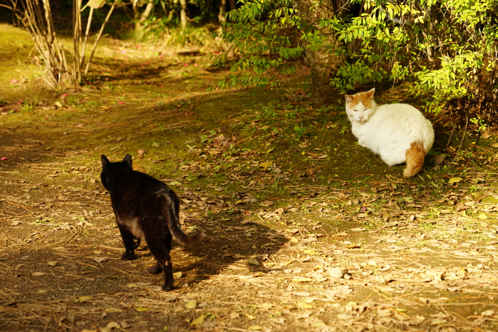 f:id:shigeo-t:20161204042854j:plain f:id:shigeo-t:20161204042854j:plain