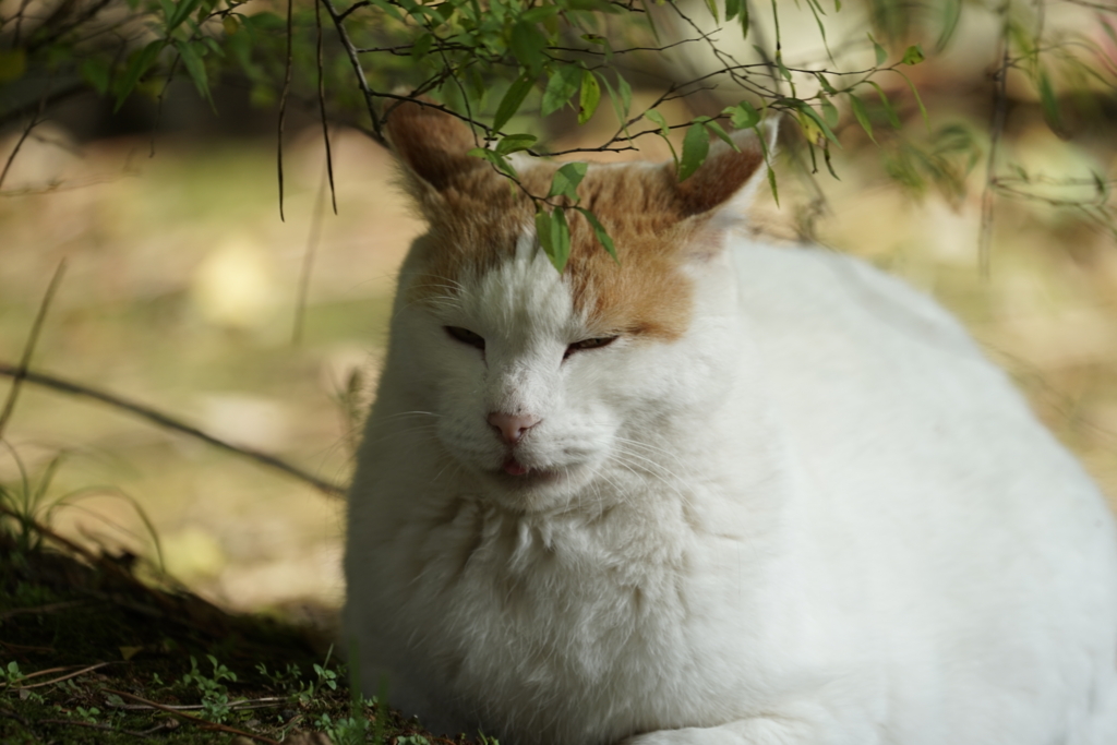 f:id:shigeo-t:20161204043007j:plain f:id:shigeo-t:20161204043007j:plain