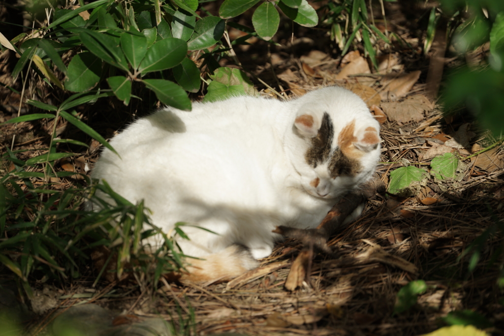 f:id:shigeo-t:20161204043126j:plain f:id:shigeo-t:20161204043126j:plain