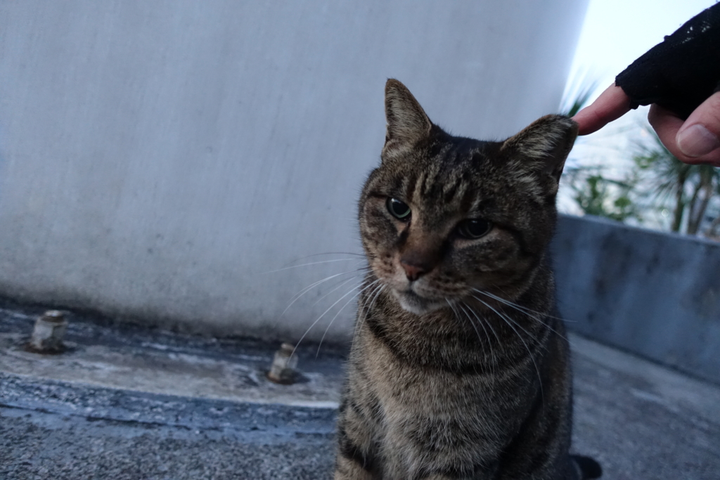 f:id:shigeo-t:20161231040307j:plain f:id:shigeo-t:20161231040307j:plain