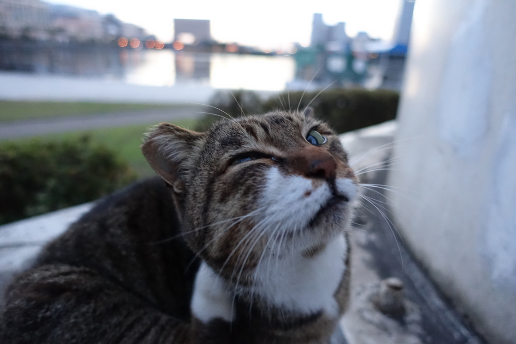 f:id:shigeo-t:20161231040433j:plain f:id:shigeo-t:20161231040433j:plain