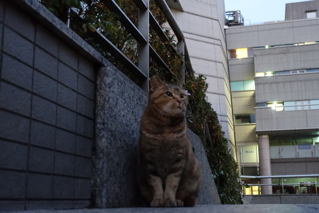 f:id:shigeo-t:20161231041314j:plain f:id:shigeo-t:20161231041314j:plain