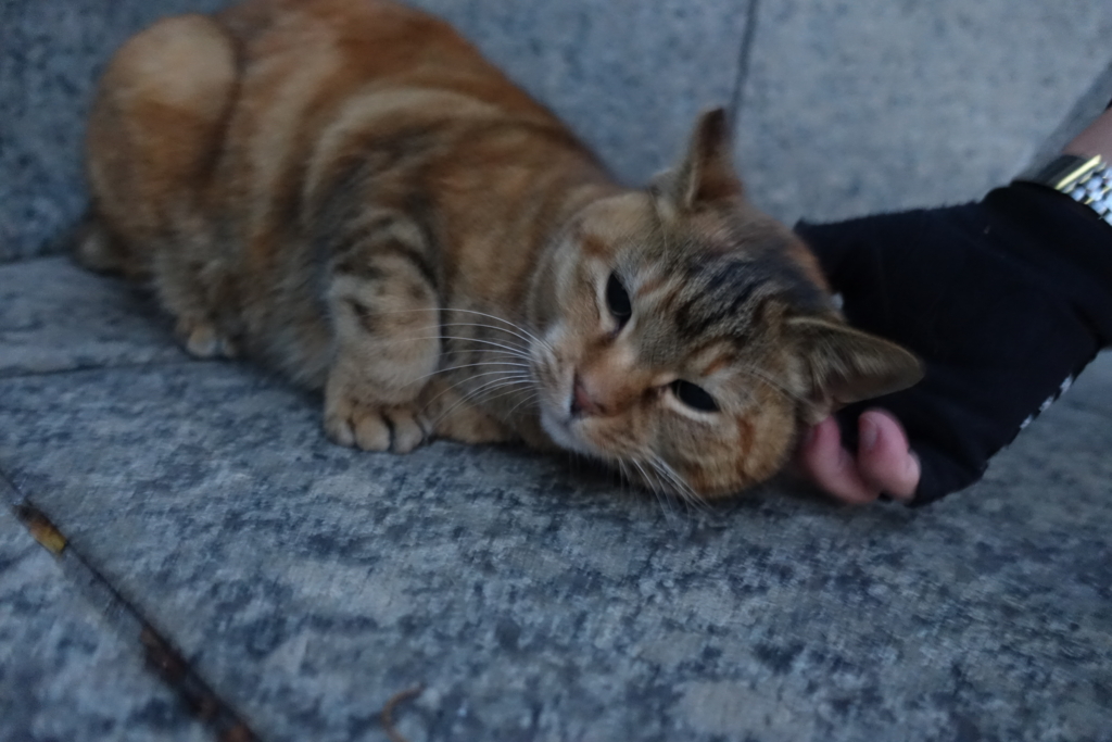 f:id:shigeo-t:20161231041323j:plain f:id:shigeo-t:20161231041323j:plain