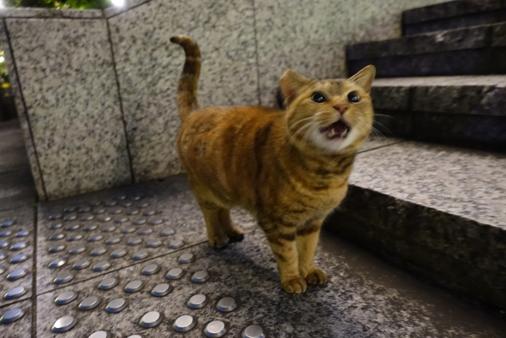 f:id:shigeo-t:20161231042536j:plain f:id:shigeo-t:20161231042536j:plain