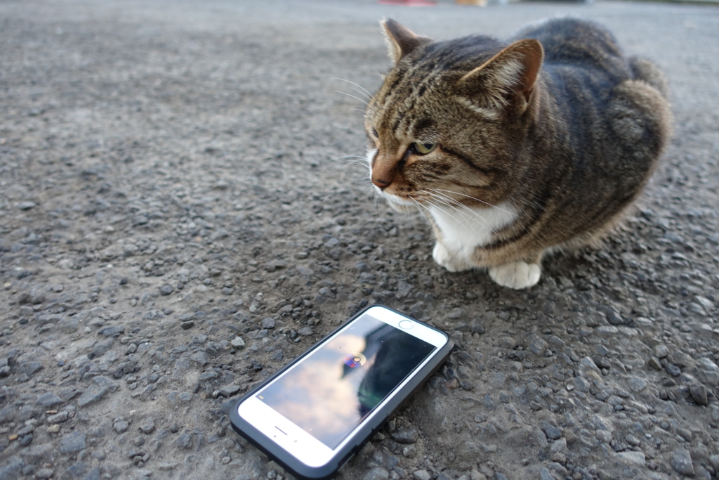 f:id:shigeo-t:20161231044527j:plain f:id:shigeo-t:20161231044527j:plain