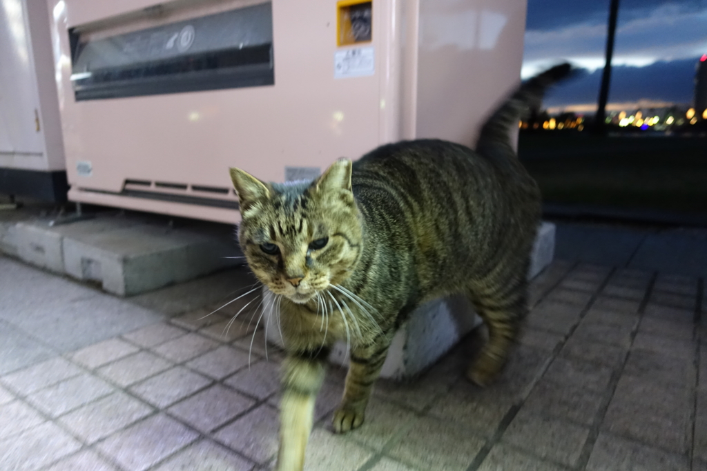 f:id:shigeo-t:20161231152539j:plain f:id:shigeo-t:20161231152539j:plain