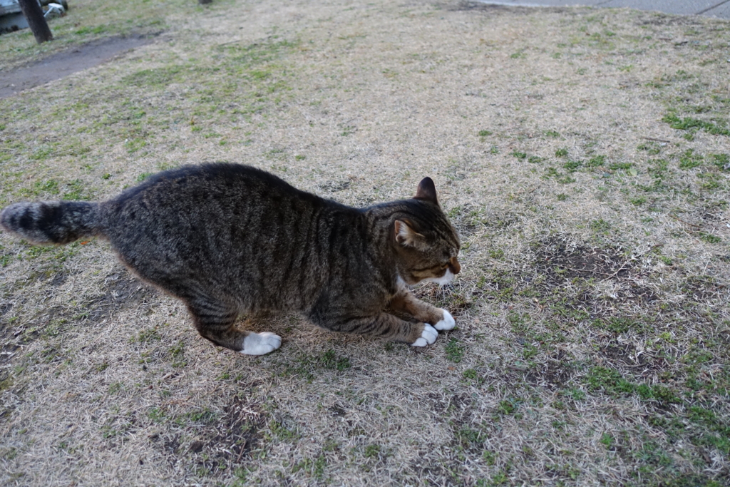 f:id:shigeo-t:20161231154043j:plain f:id:shigeo-t:20161231154043j:plain