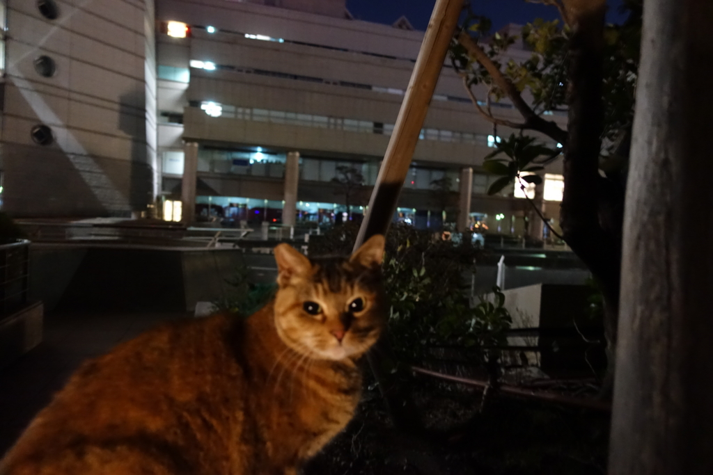 f:id:shigeo-t:20170101102020j:plain f:id:shigeo-t:20170101102020j:plain
