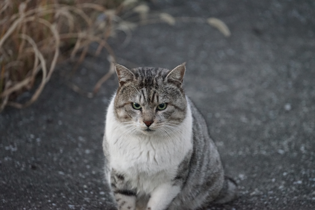 f:id:shigeo-t:20170118042158j:plain f:id:shigeo-t:20170118042158j:plain