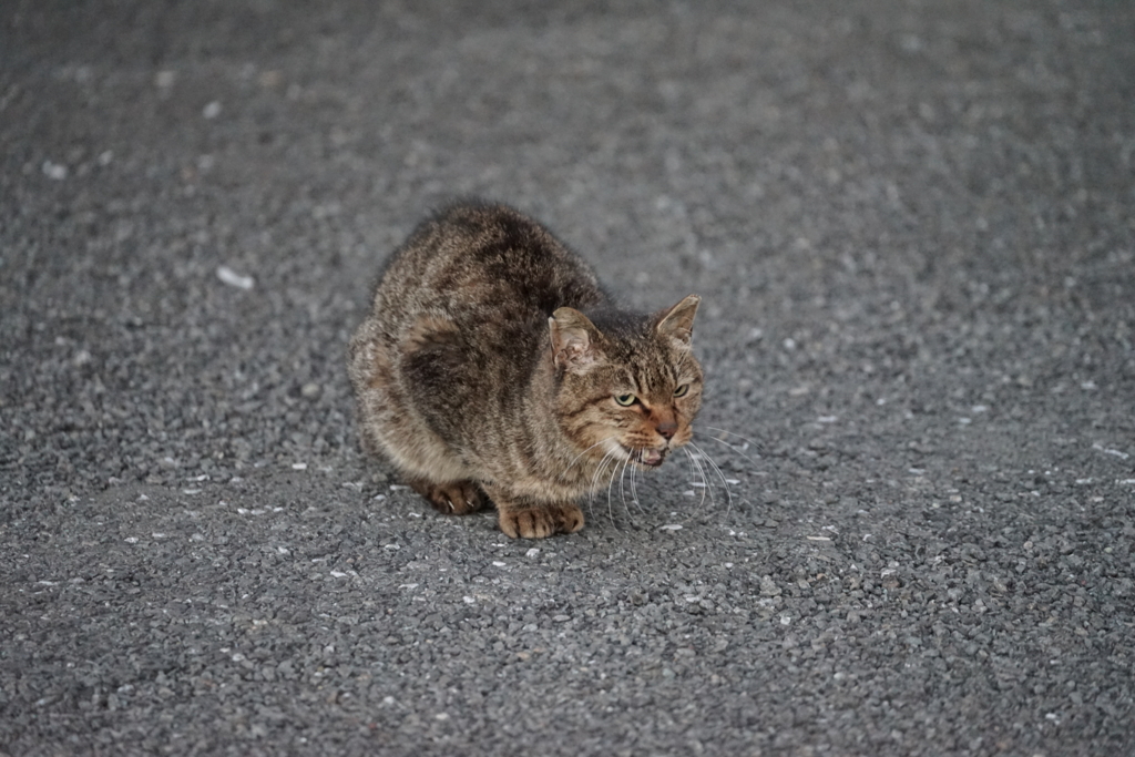 f:id:shigeo-t:20170118042534j:plain f:id:shigeo-t:20170118042534j:plain