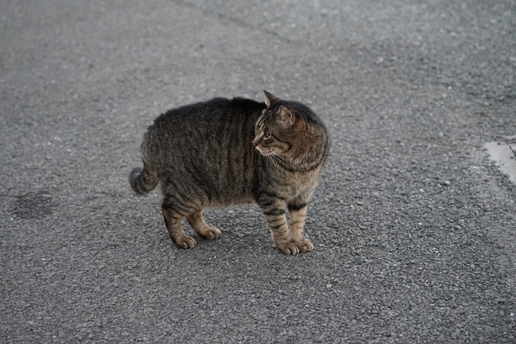 f:id:shigeo-t:20170118043133j:plain f:id:shigeo-t:20170118043133j:plain