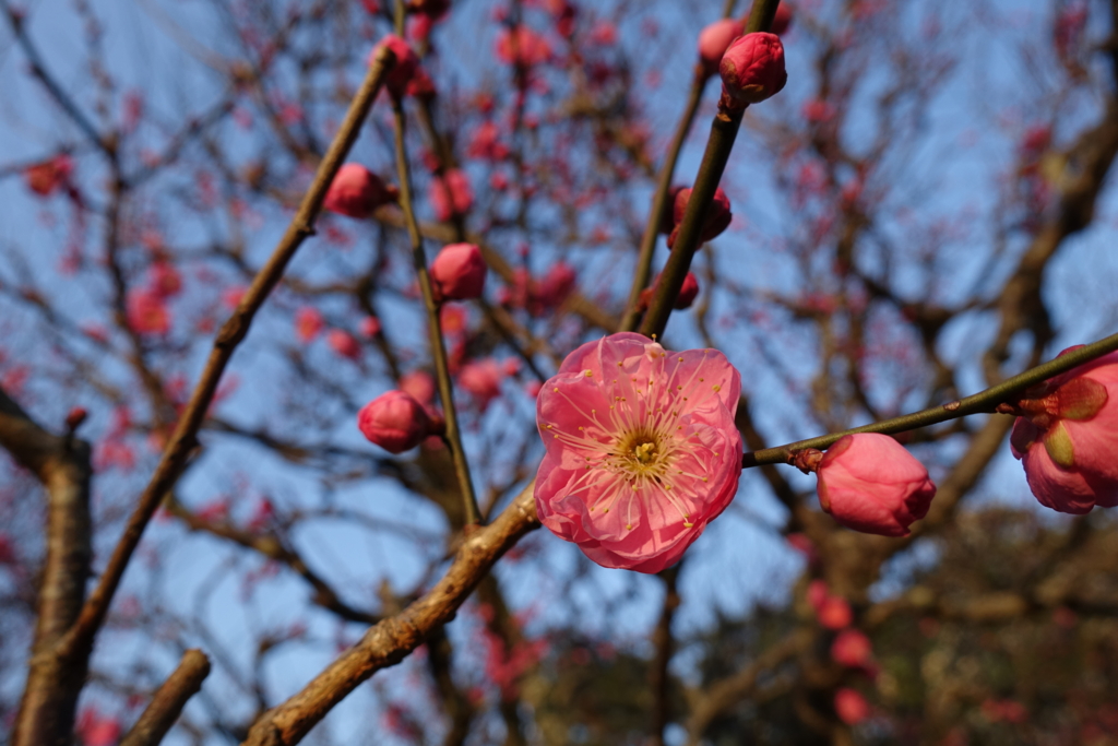 f:id:shigeo-t:20170122032435j:plain