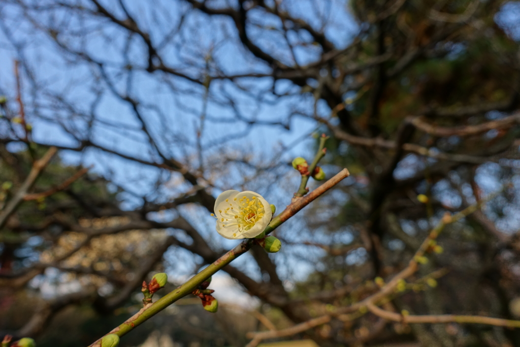 f:id:shigeo-t:20170122032724j:plain